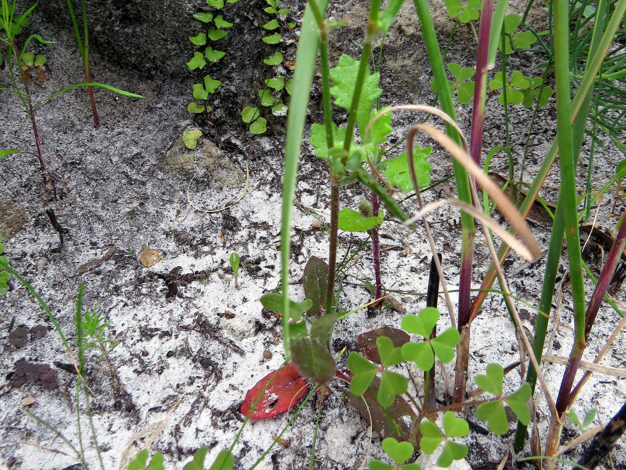 Слика од Rumex cordatus Desf.