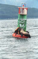 Image of northerns sea lions