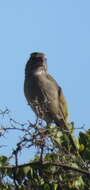 Image of White-throated Canary