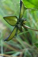 Image of Ceropegia gerrardii (Harv.) Bruyns