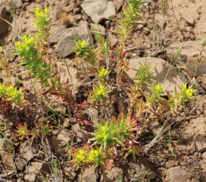 Слика од Sedum stenopetalum Pursh