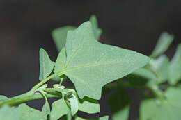 Sivun Chenopodium bryoniifolium A. Bunge kuva