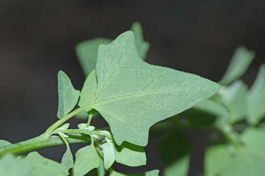 Sivun Chenopodium bryoniifolium A. Bunge kuva