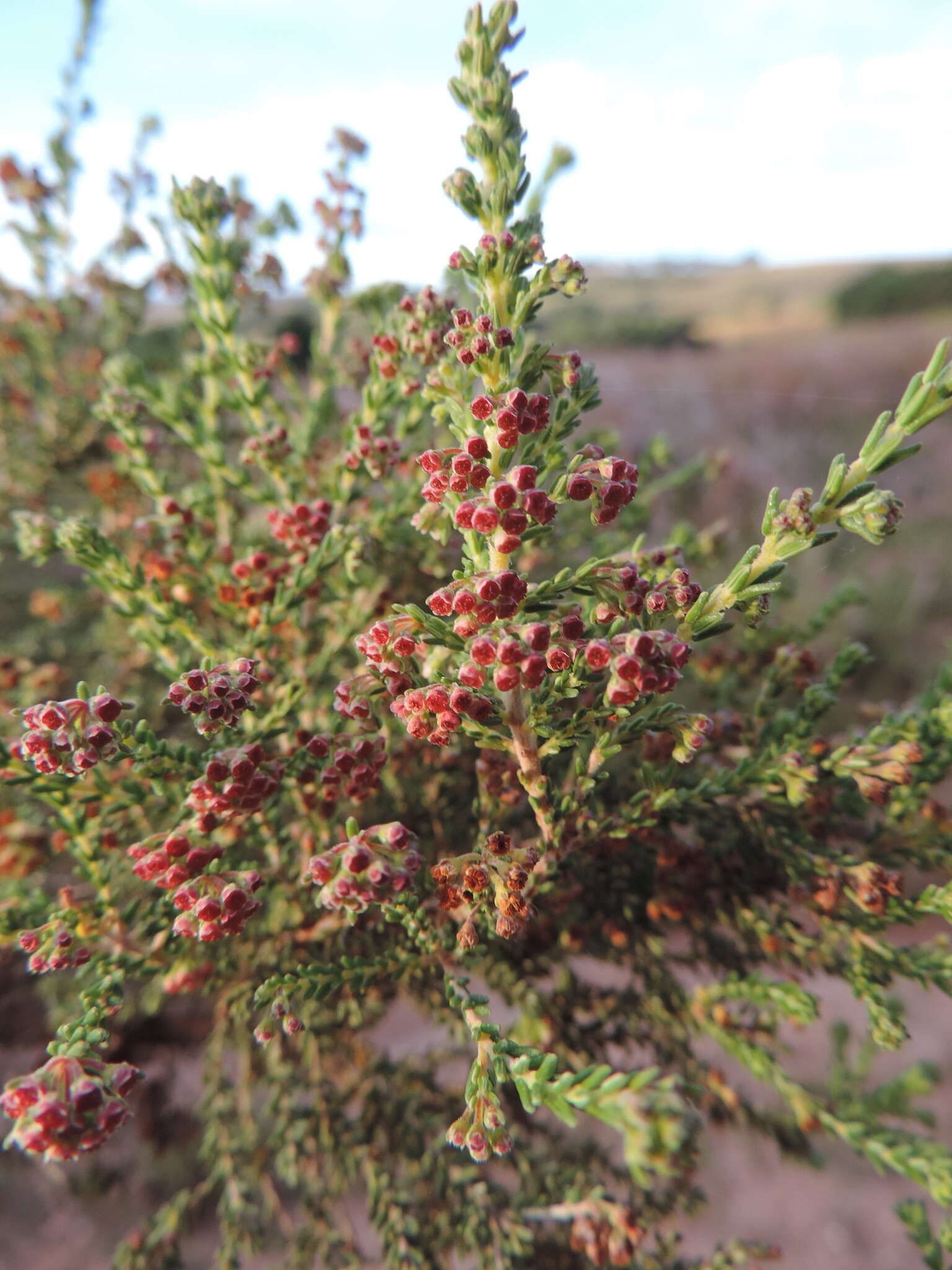 Plancia ëd Erica rossii L. J. Dorr