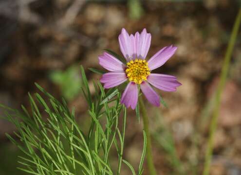 Image of Southwestern Cosmos