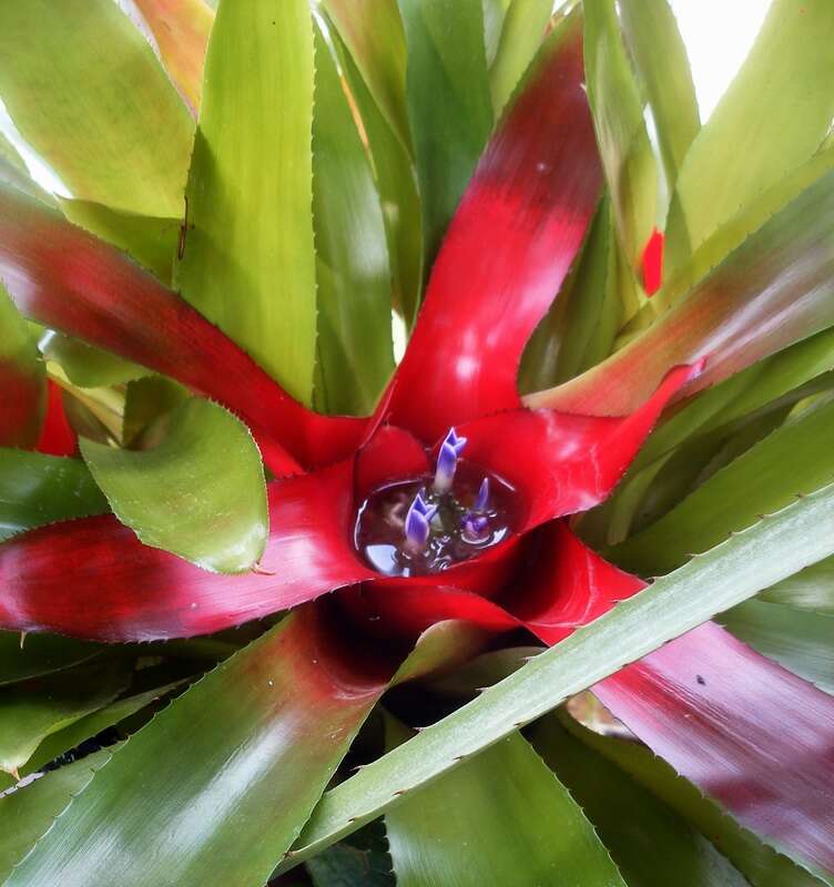 Image of Neoregelia carolinae (Beer) L. B. Sm.