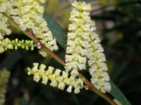 Imagem de Acacia longifolia (Andrews) Willd.