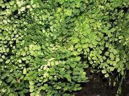 Imagem de Adiantum polyphyllum Willd.