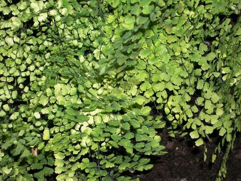 Image of Adiantum polyphyllum Willd.