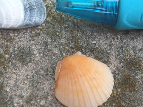 Image of Atlantic Calico scallop