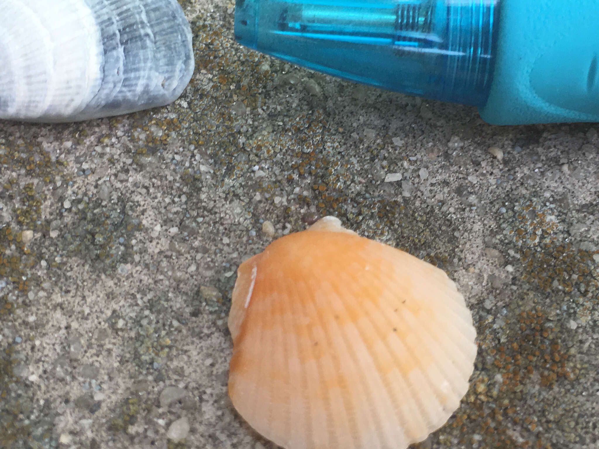 Image of Atlantic Calico scallop