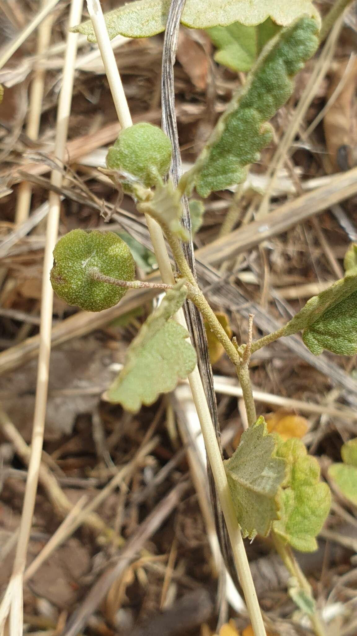 Image of Sida corrugata Lindl.