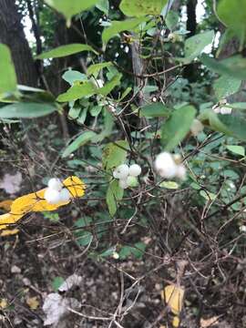 Image of Symphoricarpos Dill. ex Juss.