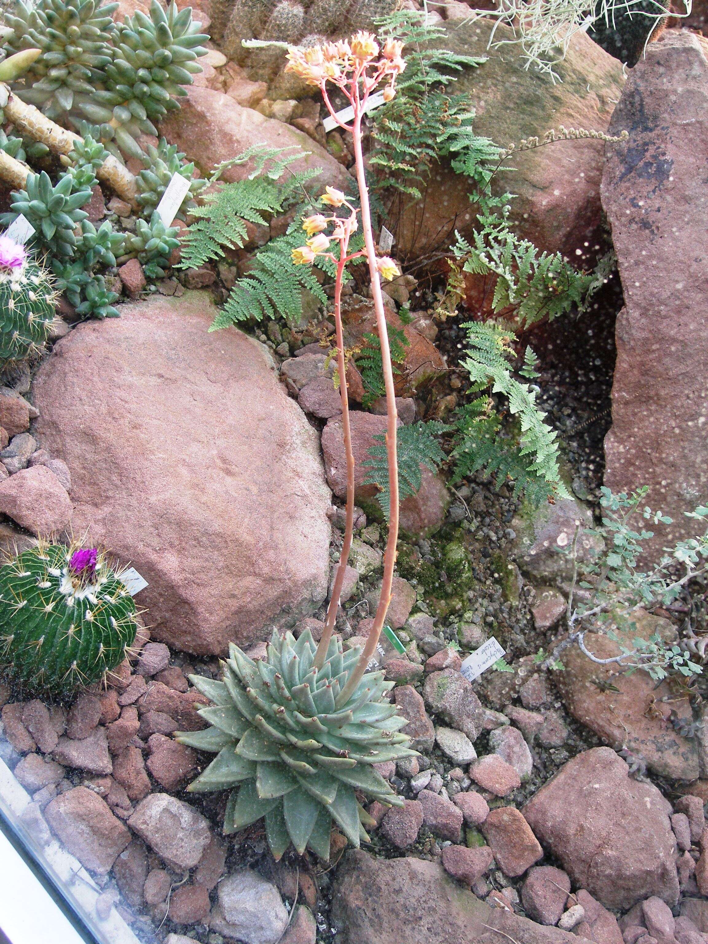 Image of Echeveria agavoides Lem.