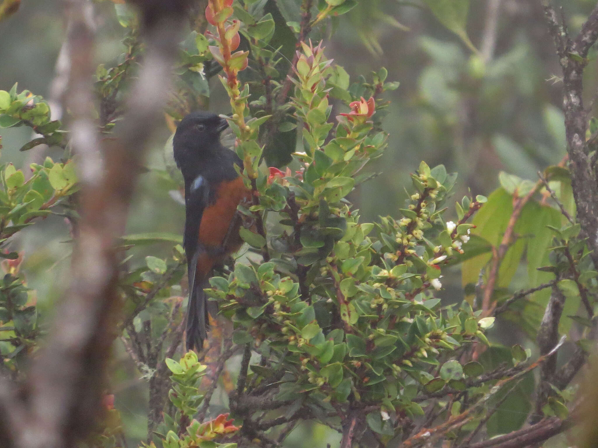 Image of Chestnut-bellied Flower-piercer