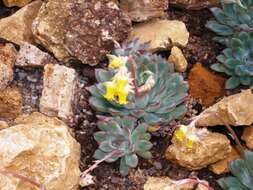 Image of Echeveria pulidonis Walther