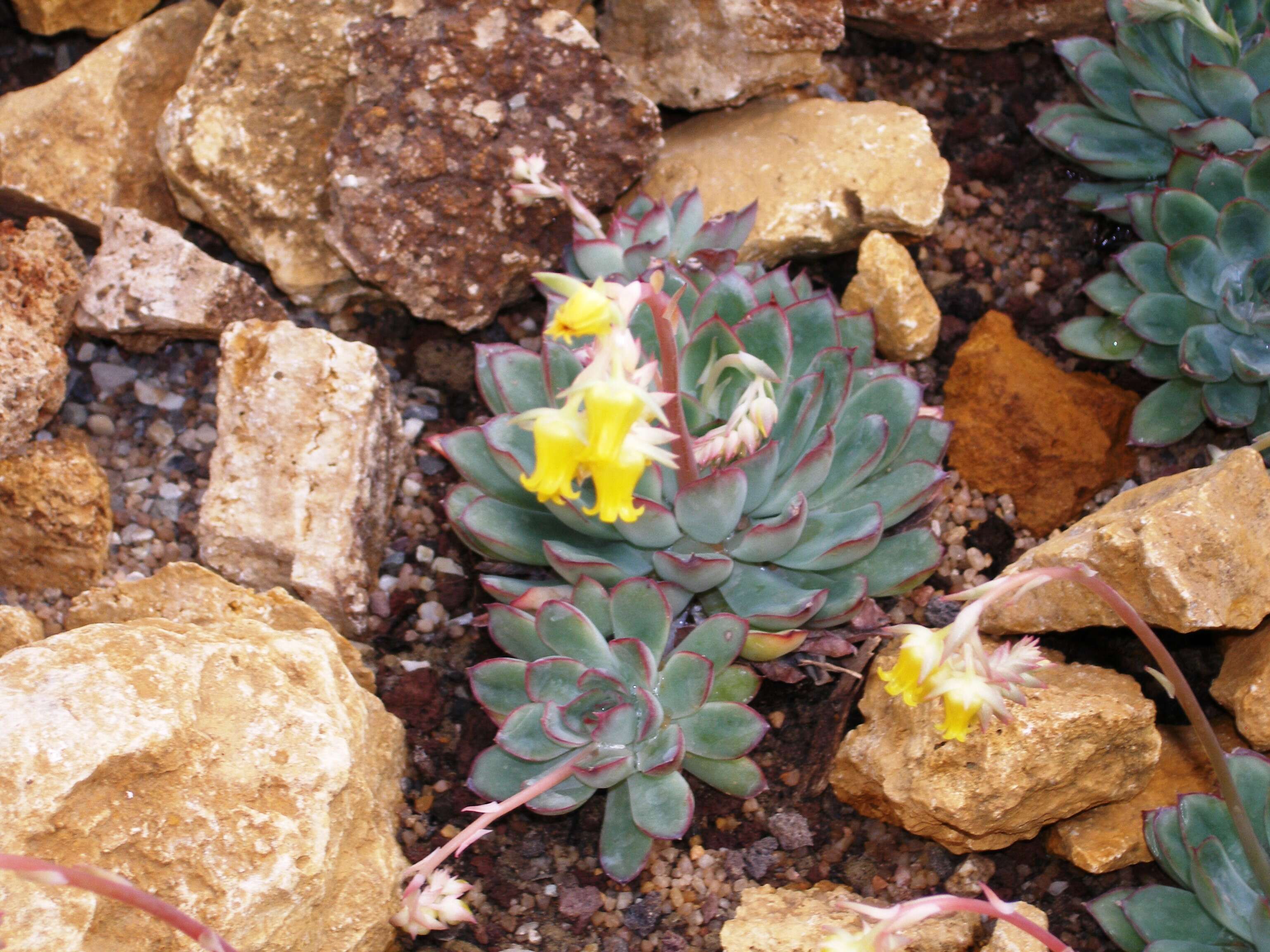 Image of Echeveria pulidonis Walther