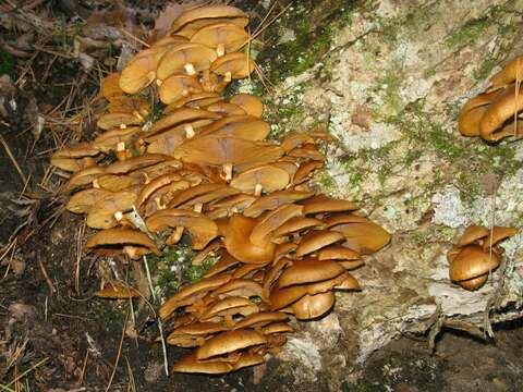 Image of Pholiota nameko (T. Itô) S. Ito & S. Imai 1933