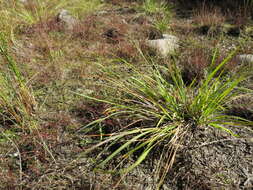 Image of Brown's lovegrass