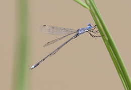 Image of <i>Lestes simulatrix</i>