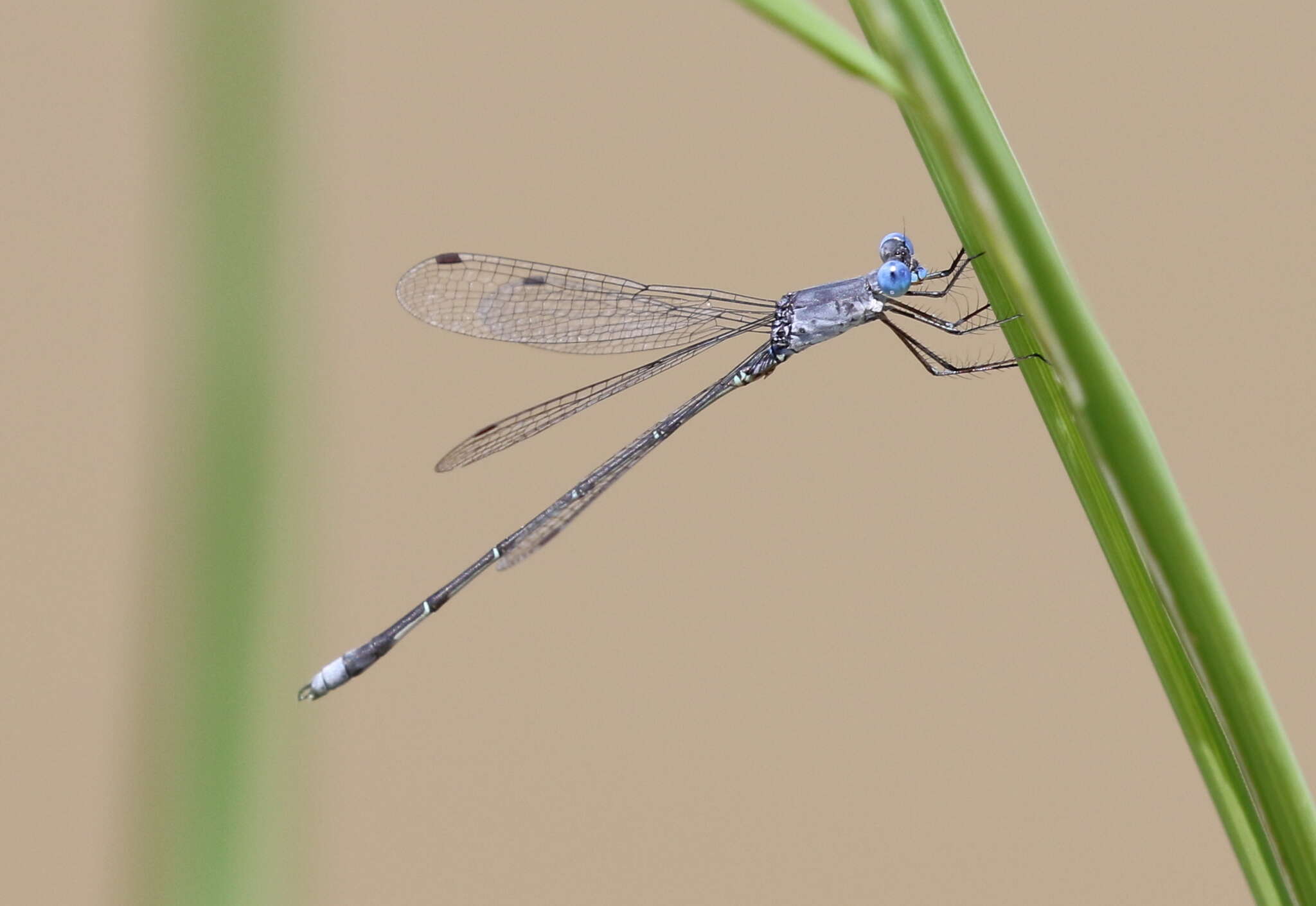 Image of <i>Lestes simulatrix</i>