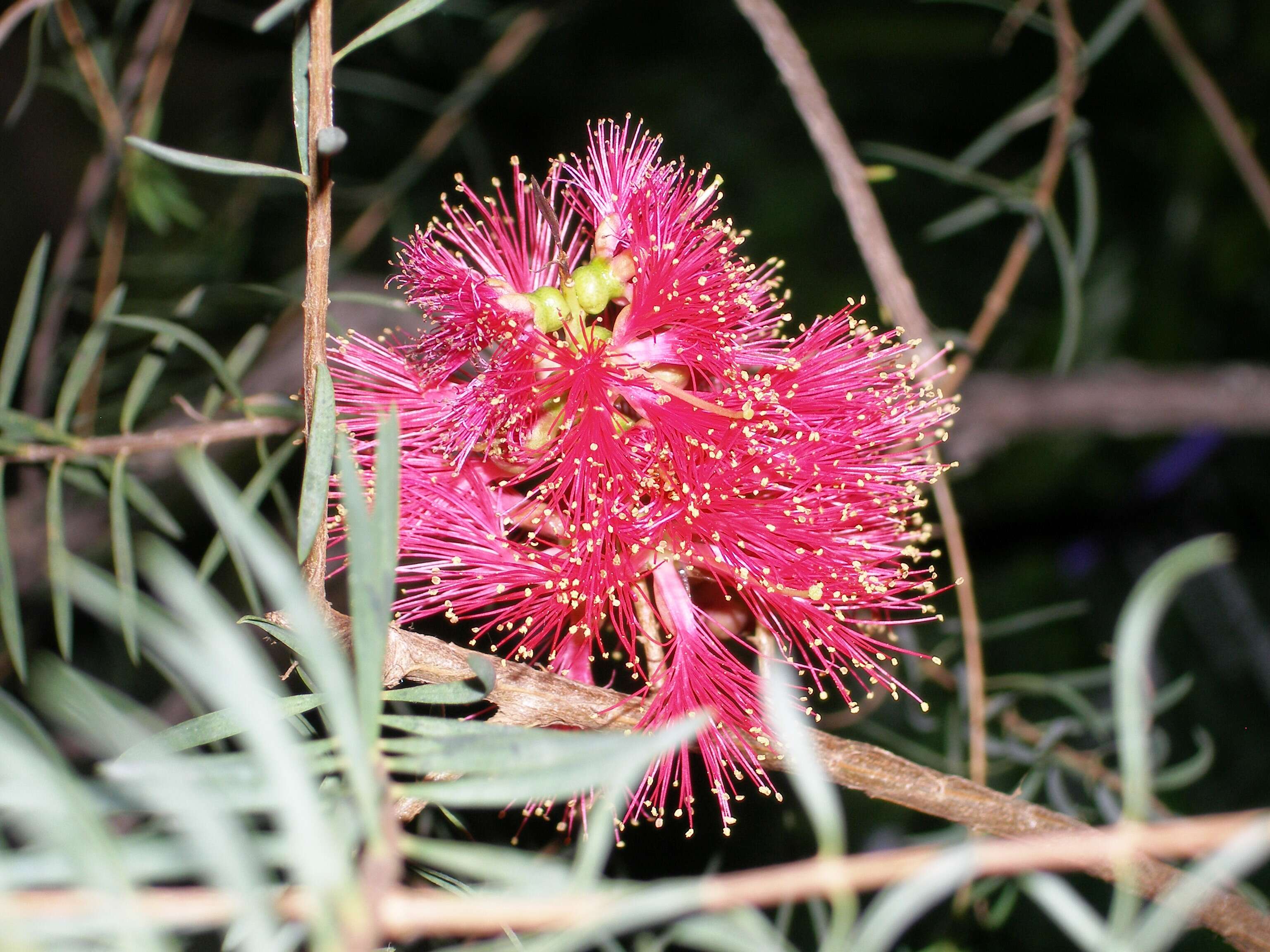 Image of Melaleuca fulgens R. Br.