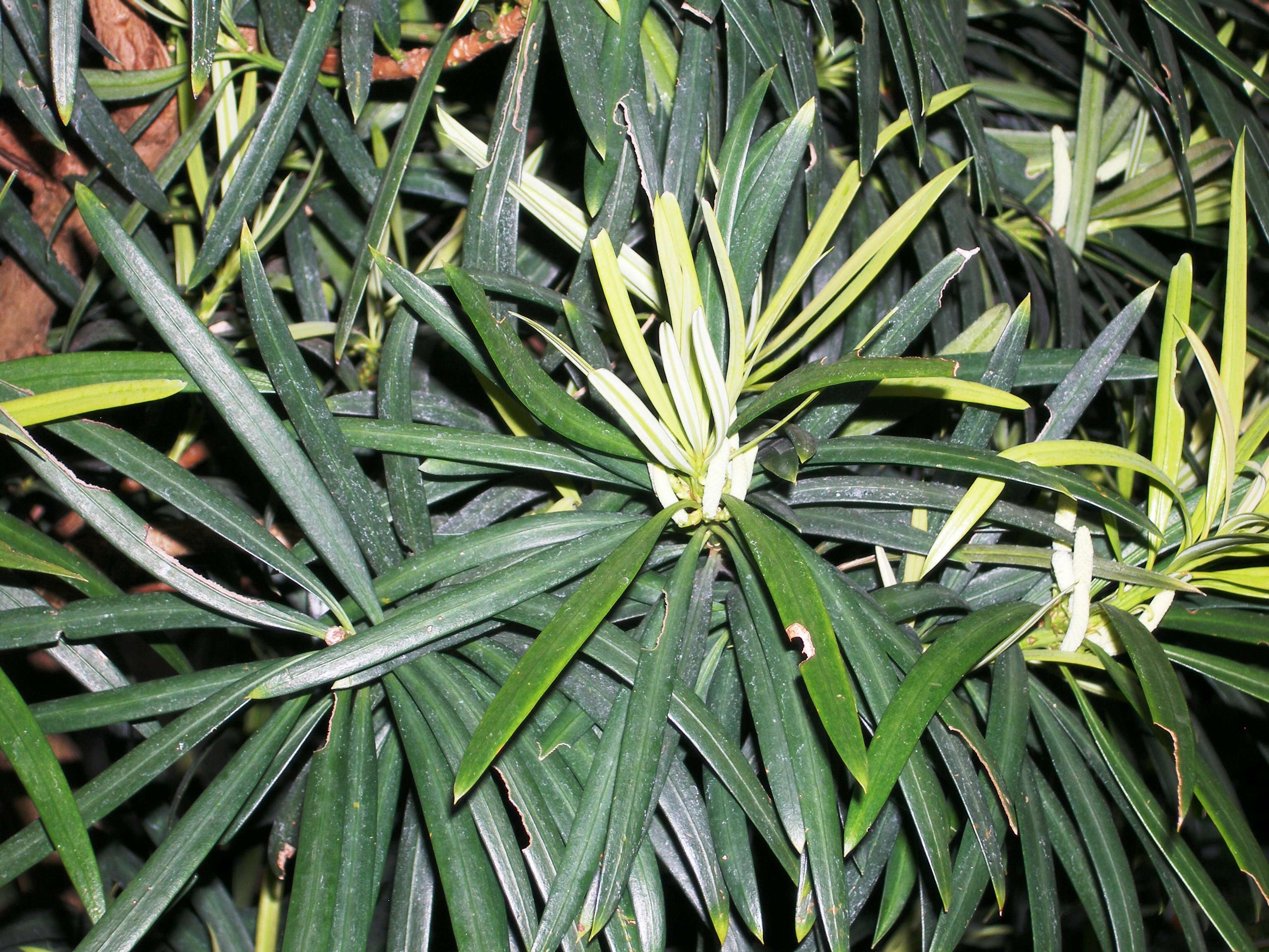 Plancia ëd Podocarpus elatus R. Br. ex Endl.