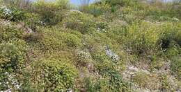 Image of annual candytuft