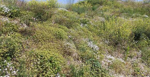 Image of annual candytuft