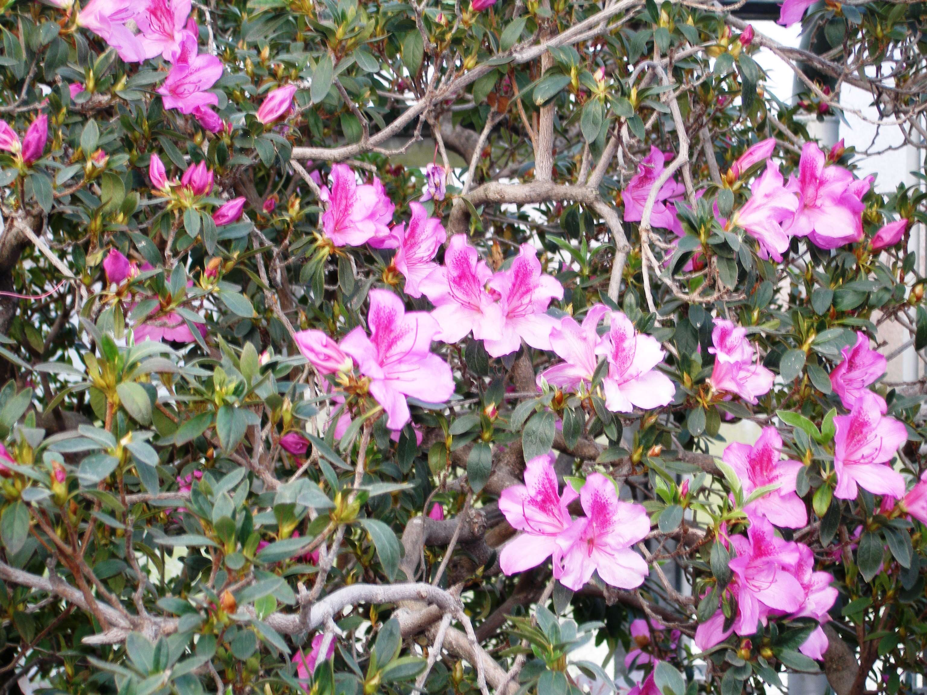 Imagem de Rhododendron simsii Planch.