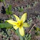 Image of Cape tulip