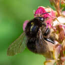 Image of Brown-banded carder bee