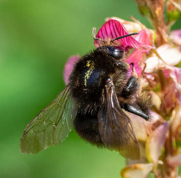 Image of Brown-banded carder bee