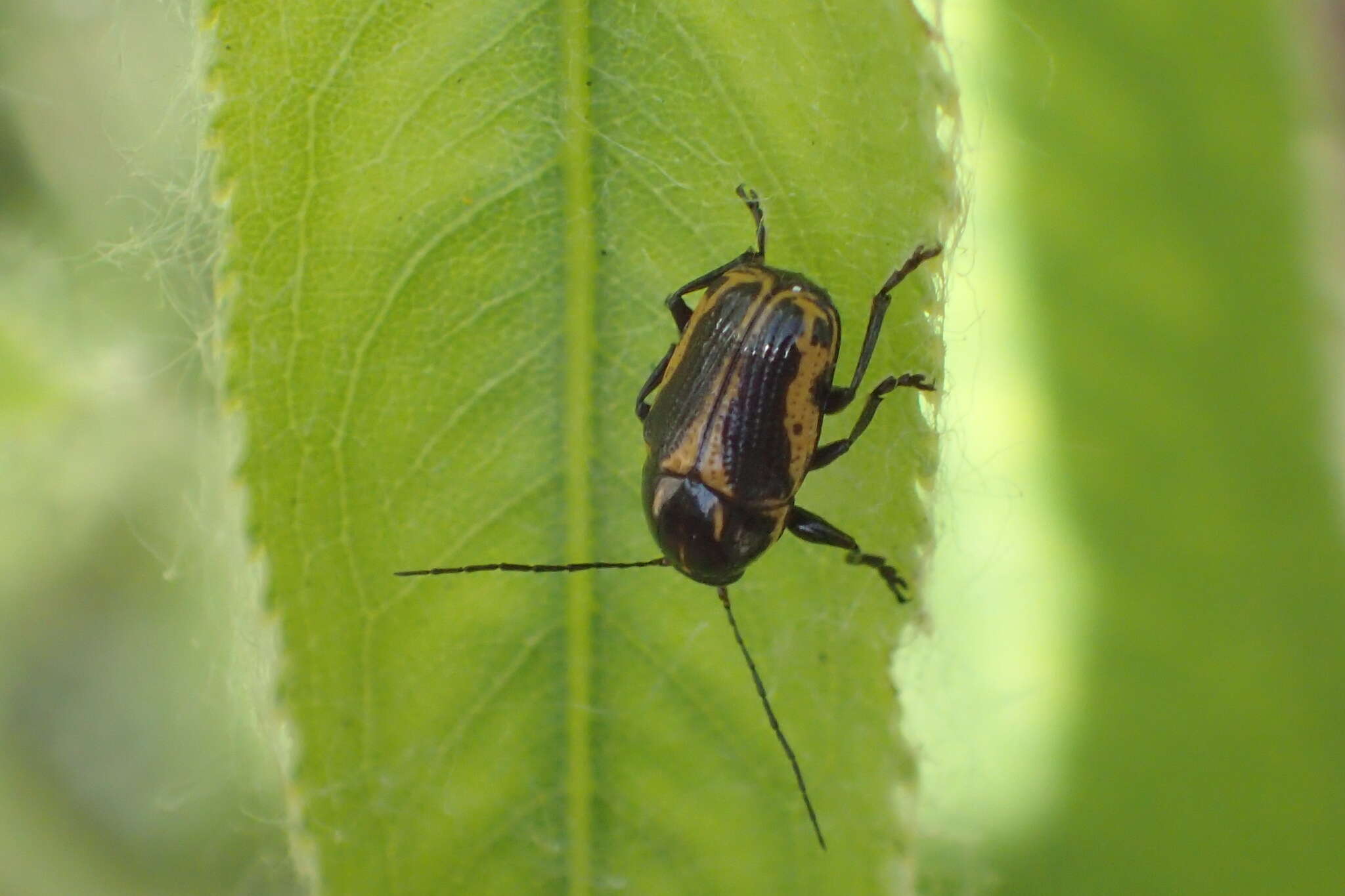 Cryptocephalus castaneus J. L. Le Conte 1880 resmi