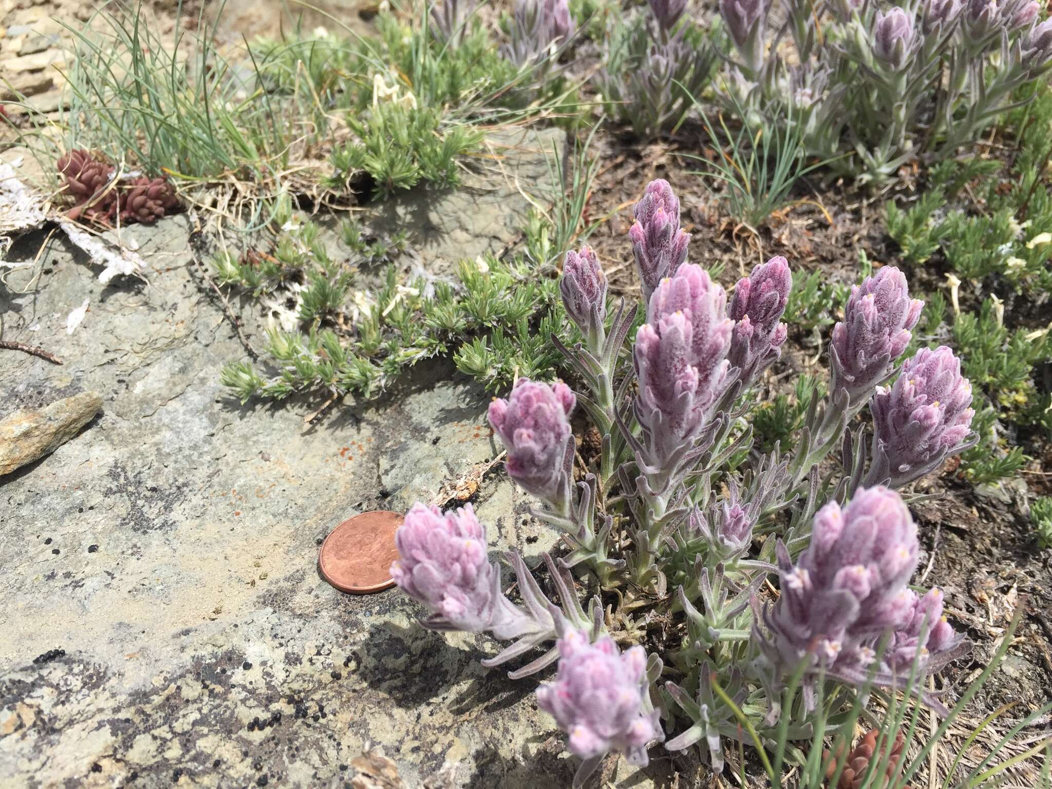 Image of splithair Indian paintbrush