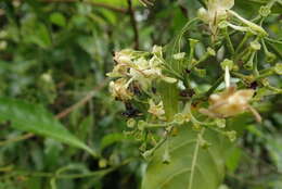 Image of Tarenna pavettoides subsp. pavettoides