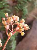 Image of Echeveria agavoides Lem.