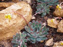 Image of Echeveria pulidonis Walther