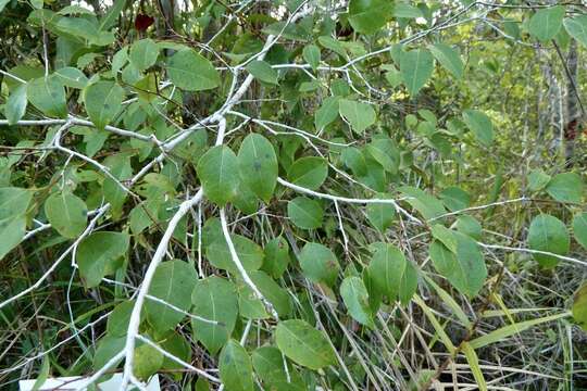 Maprounea guianensis Aubl.的圖片