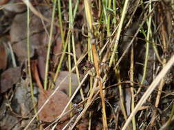 Imagem de Wahlenbergia gracilis (G. Forst.) A. DC.