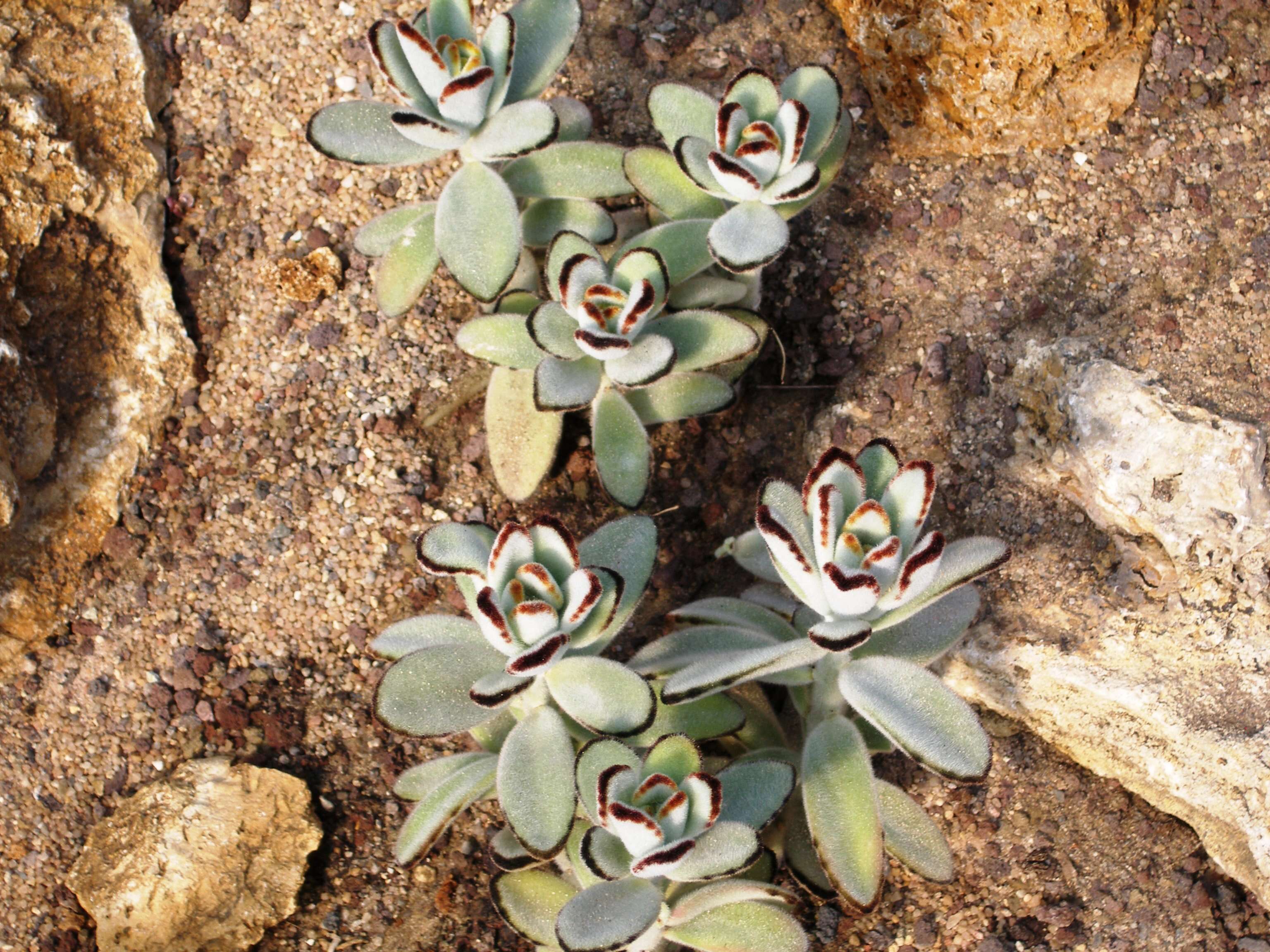 Image of Kalanchoe tomentosa Baker