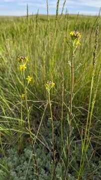 Image of shy wallflower