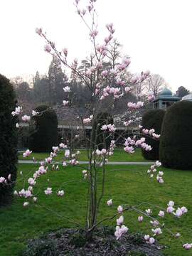 Image of Saucer magnolia