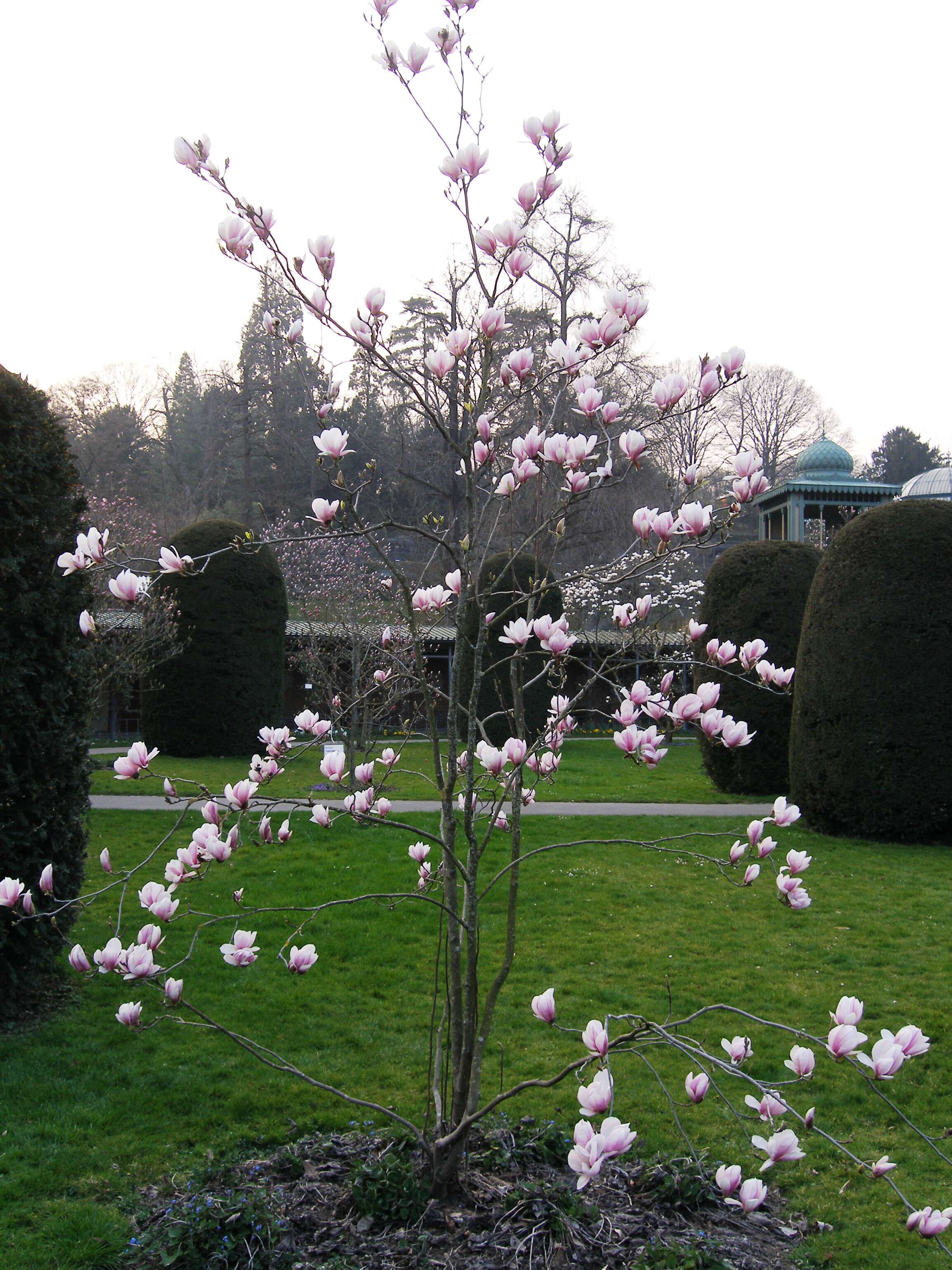 Image of Saucer magnolia