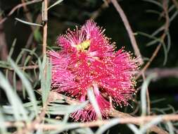 Image of Melaleuca fulgens R. Br.