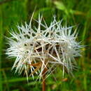 Microseris lindleyi (DC.) A. Gray resmi