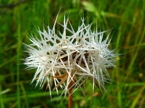 Image of Lindley's silverpuffs