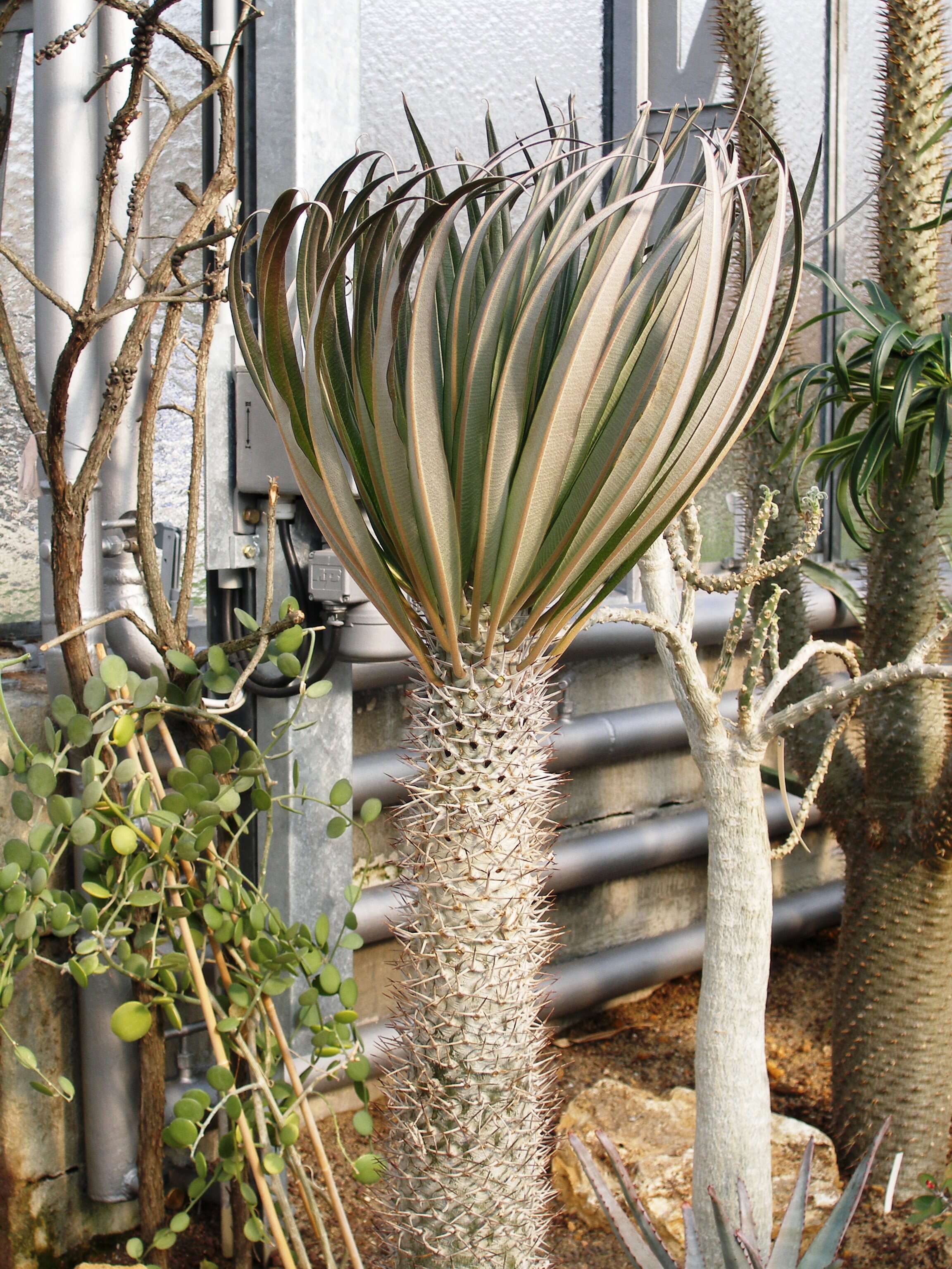 Image of Pachypodium geayi Costantin & Bois