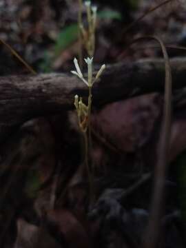 Image of parasitic ghostplant