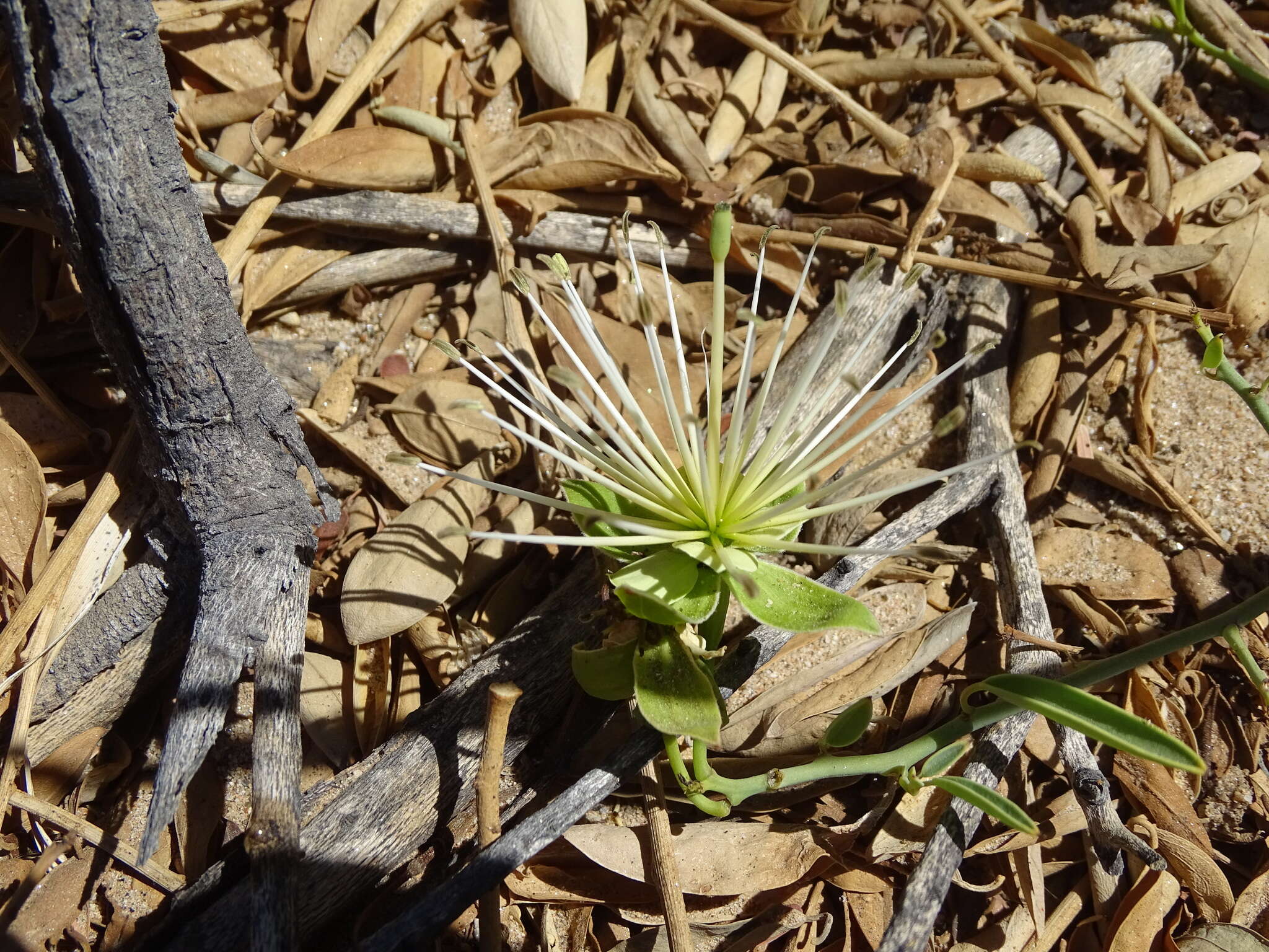 Image of Maerua juncea Pax
